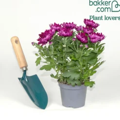 Chrysantheme Fuchsia - Farbe bis in den November
