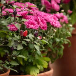 Chrysantheme Fuchsia - Farbe bis in den November