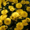 Chrysantheme Gelb - Farbe bis in den Frost