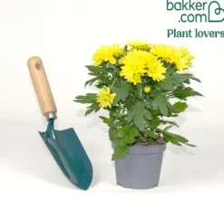 Chrysantheme Gelb - Farbe bis in den Frost