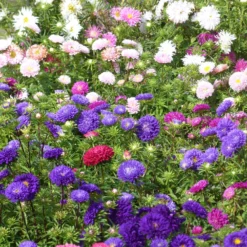 Chrysanthemen-blühende Aster Mischung - Farbenpracht bis in den Herbst