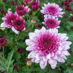 Chrysantheme Rosa - Farbe bis in den November