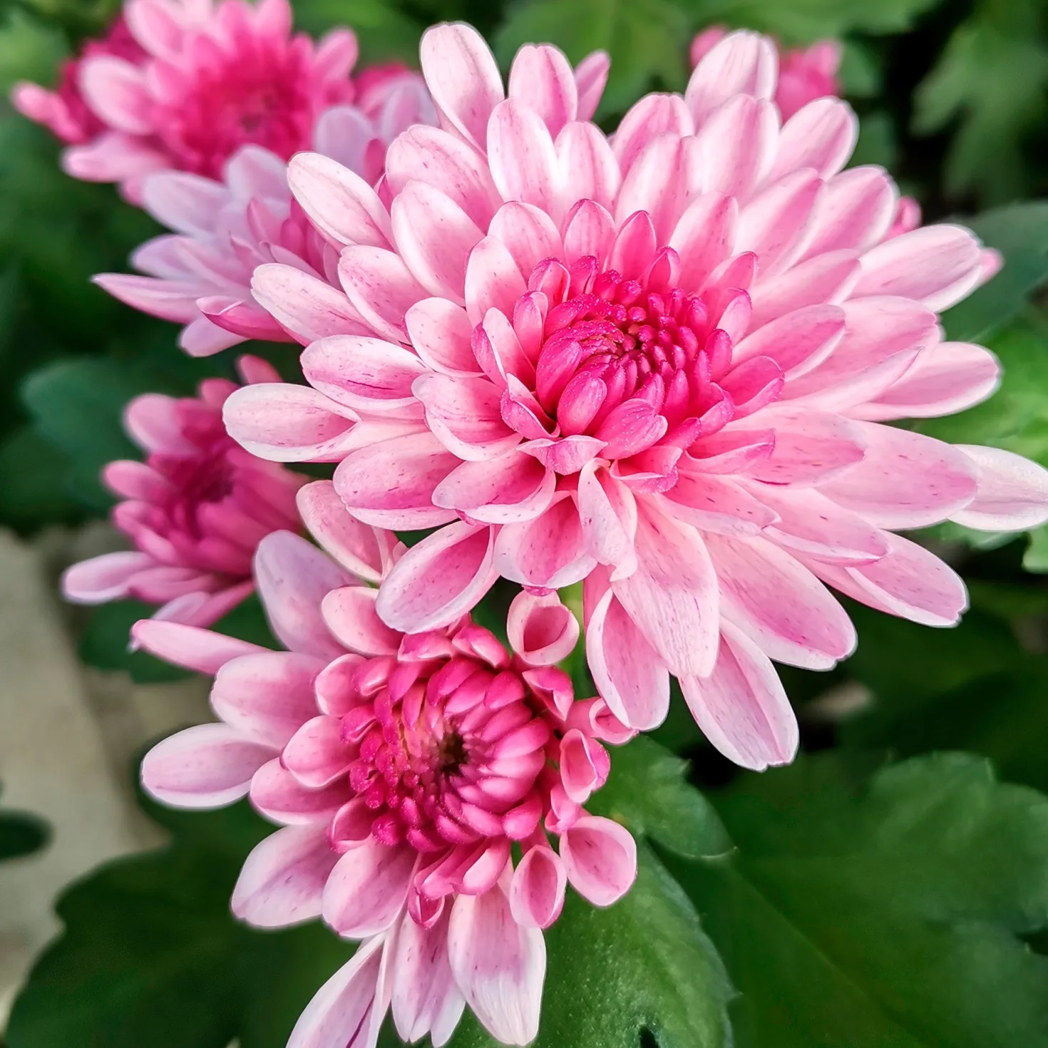 Chrysantheme Rosa - Farbe bis in den November