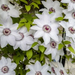 Clematis 'Miss Bateman' - Weiße Blütenpracht am Zaun