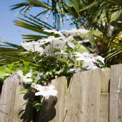 Clematis 'Miss Bateman' - Weiße Blütenpracht am Zaun