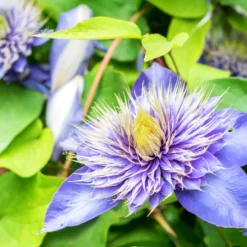 Clematis 'Multi Blue' - Doppelte Blüten, doppelter Effekt