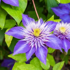 Clematis 'Multi Blue' - Doppelte Blüten, doppelter Effekt