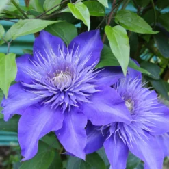 Clematis 'Multi Blue' - Doppelte Blüten, doppelter Effekt