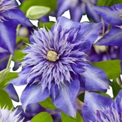 Clematis 'Multi Blue' - Doppelte Blüten, doppelter Effekt