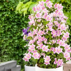 Clematis 'Piilu' - Doppelte Blüte am Zaun