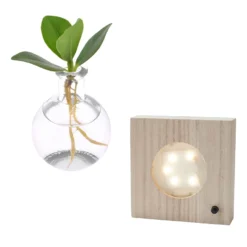 Clusia im Samoa-Glas mit LED-Beleuchtung - Hydroponik - Elegant & robust für innen
