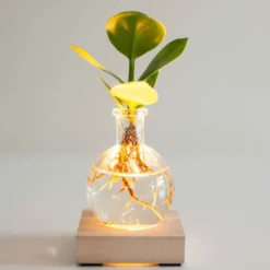 Clusia im Samoa-Glas mit LED-Beleuchtung - Hydroponik - Elegant & robust für innen