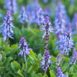 Coleus canina (x3) - Katzen und Hunde bleiben fern