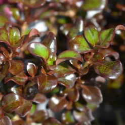 Coprosma Chocolate Soldier - Glänzendes Laub das auffällt