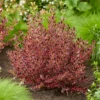 Coprosma Eclipse® - Glänzendes Laub das auffällt