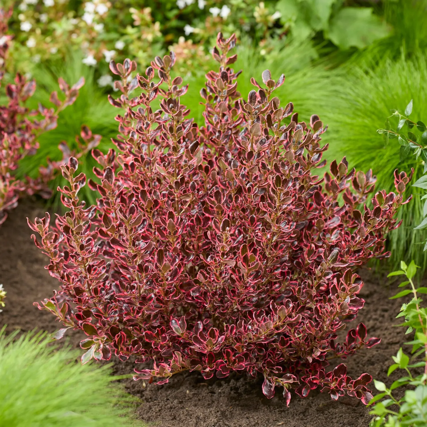 Coprosma Eclipse® - Glänzendes Laub das auffällt