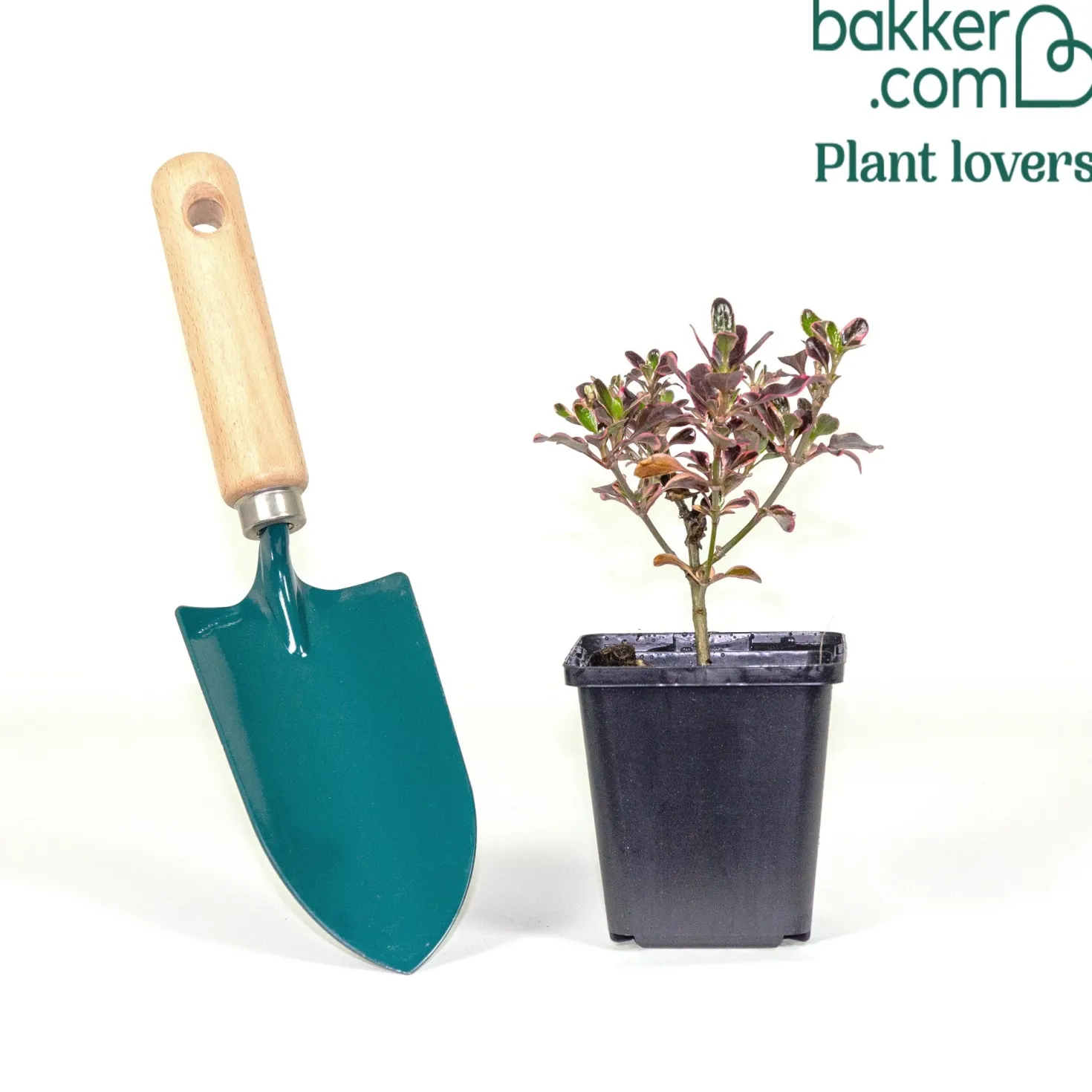 Coprosma Eclipse® - Glänzendes Laub das auffällt