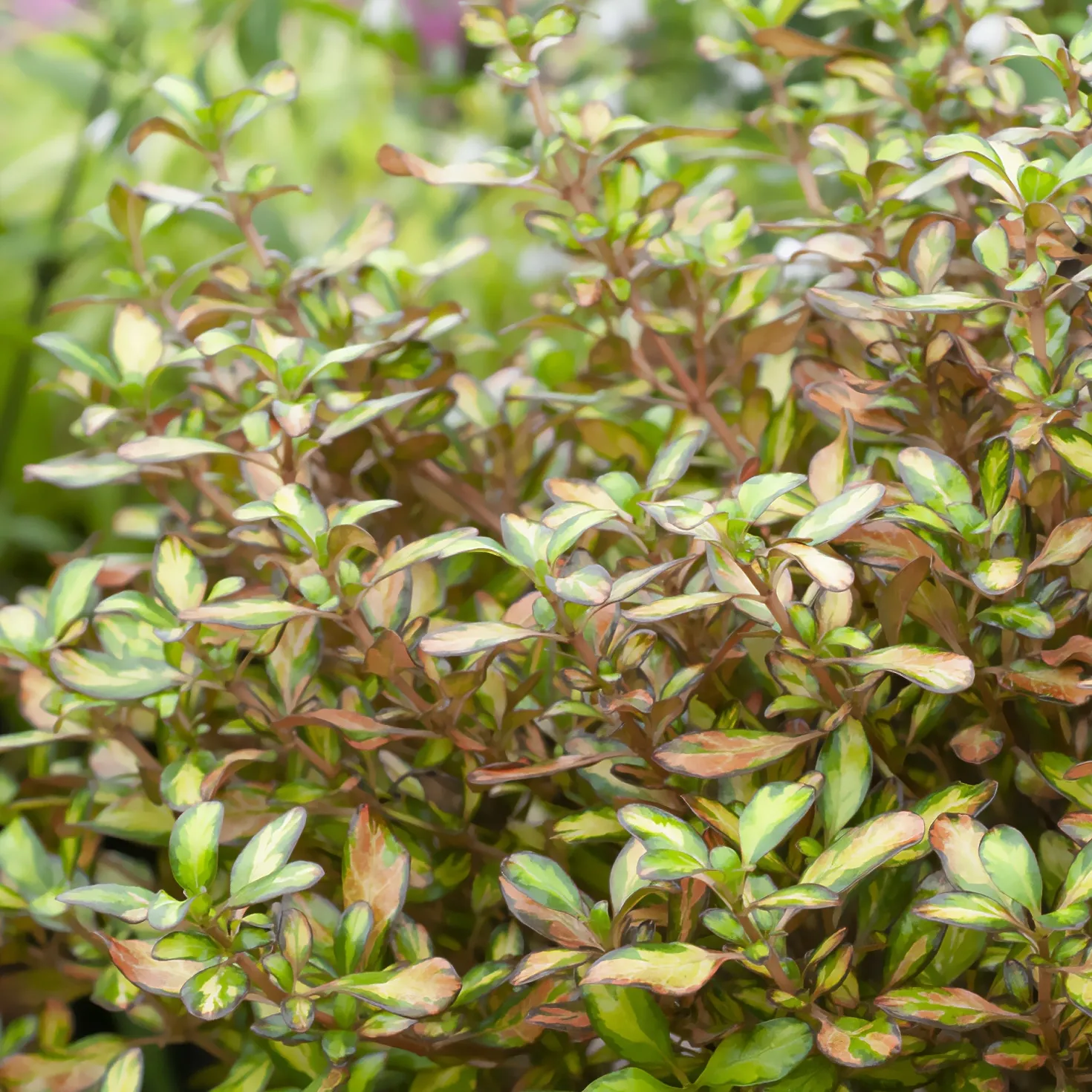 Coprosma ‘Evening Glow’ - Farbenspiel das ganze Jahr