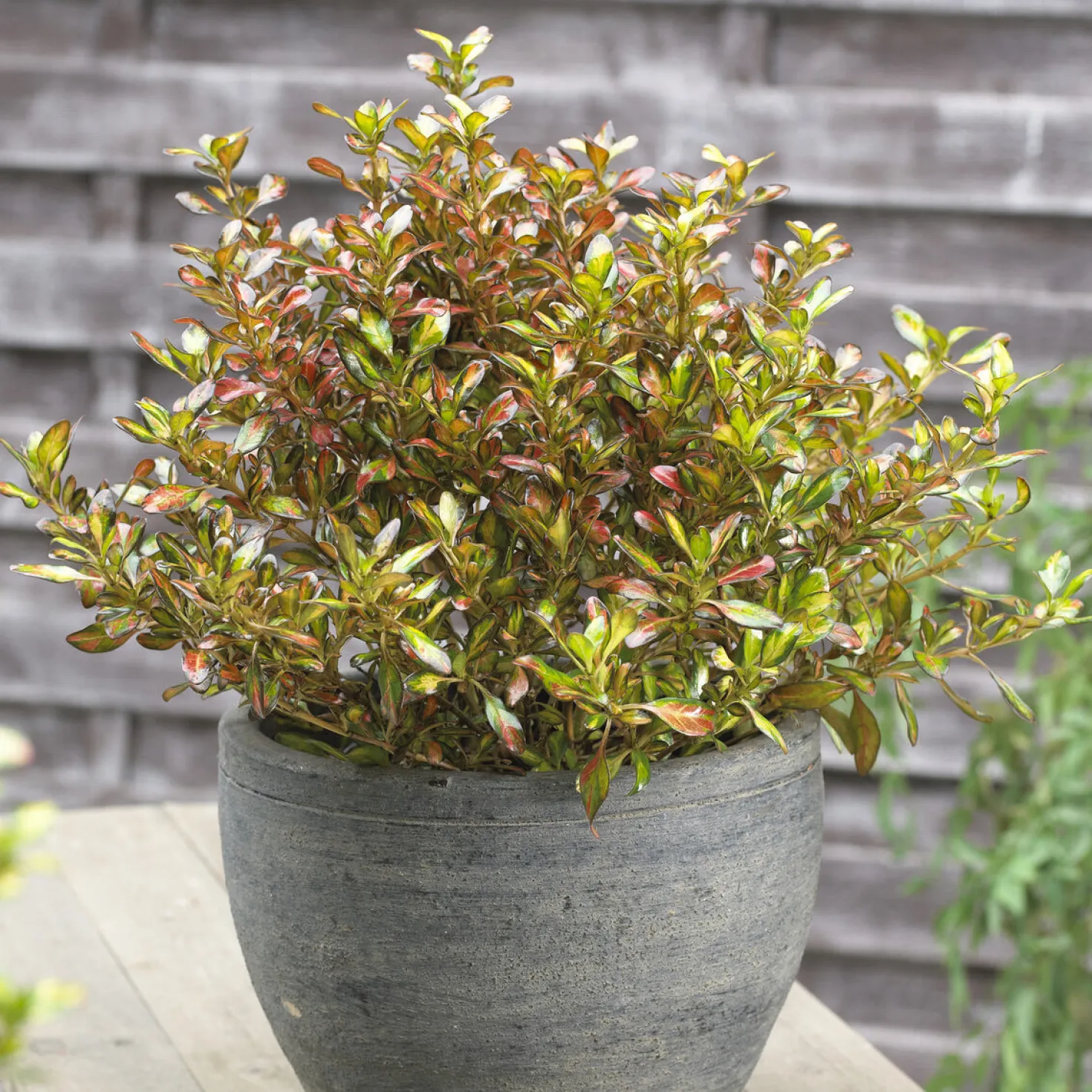 Coprosma ‘Evening Glow’ - Farbenspiel das ganze Jahr