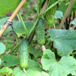 Cornichon Regal F1 Pflanzen - Knackige Ernte den Sommer lang