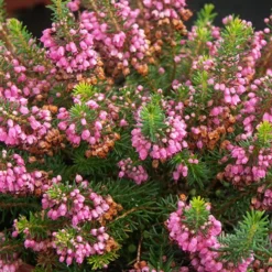 Cornwall-Heide Mrs. D.F. Maxwell - Wochenlange Blüte, kaum Pflege
