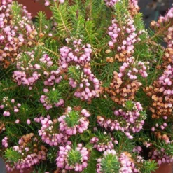Cornwall-Heide ‘St Keverne’ - Rosa Blütenmeer den ganzen Sommer