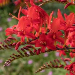 Crocosmia 'Lucifer' rot (x15) - Feuerrote Blüten im Sommer
