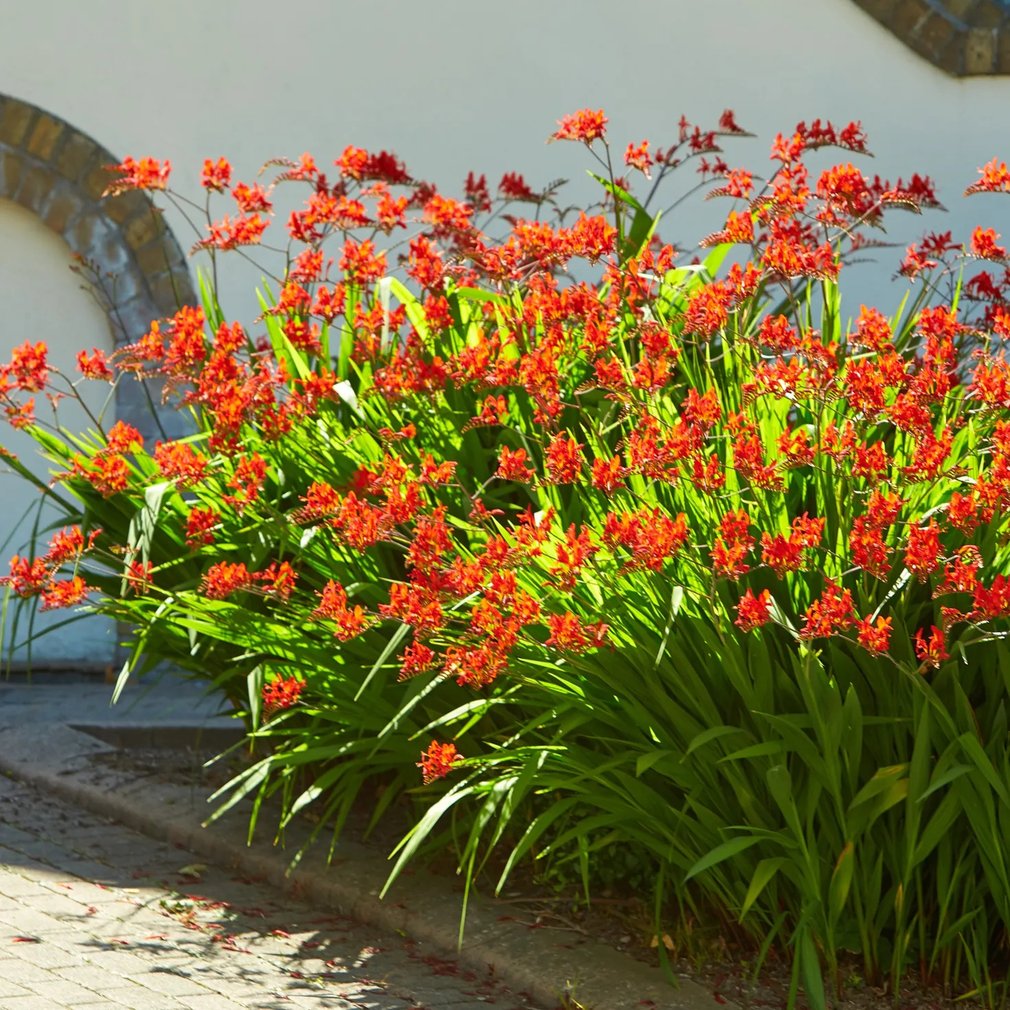 Crocosmia 'Lucifer' rot (x15) - Feuerrote Blüten im Sommer