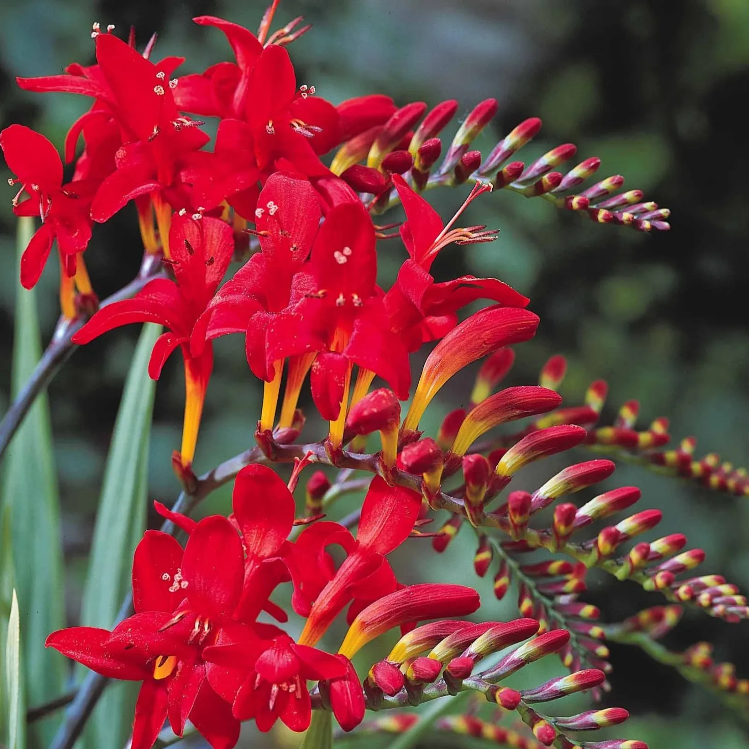 Crocosmia 'Lucifer' rot (x15) - Feuerrote Blüten im Sommer