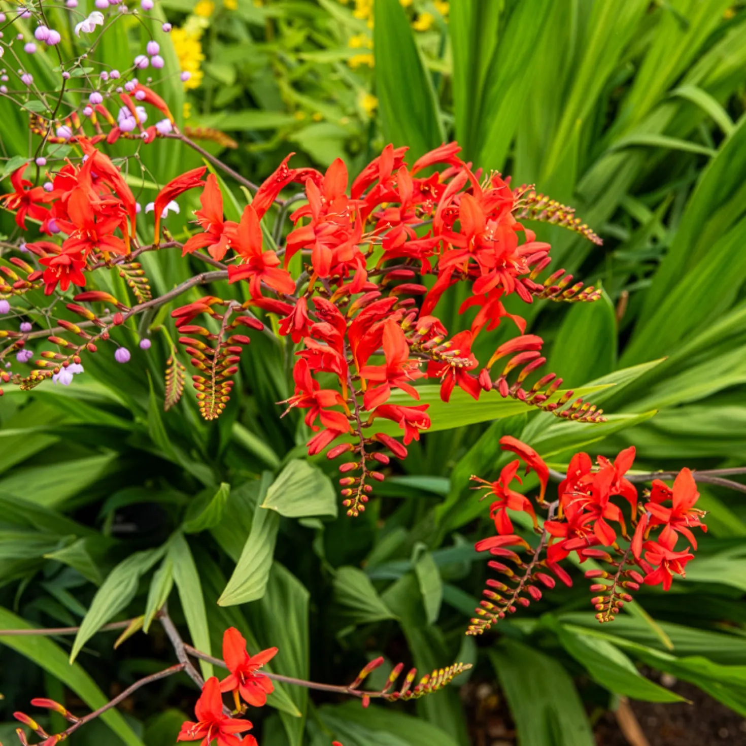 Crocosmia 'Lucifer' rot (x15) - Feuerrote Blüten im Sommer