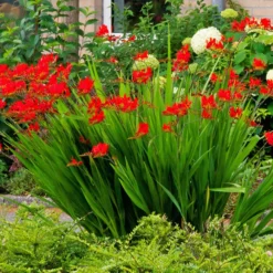 Crocosmia 'Lucifer' rot (x15) - Feuerrote Blüten im Sommer