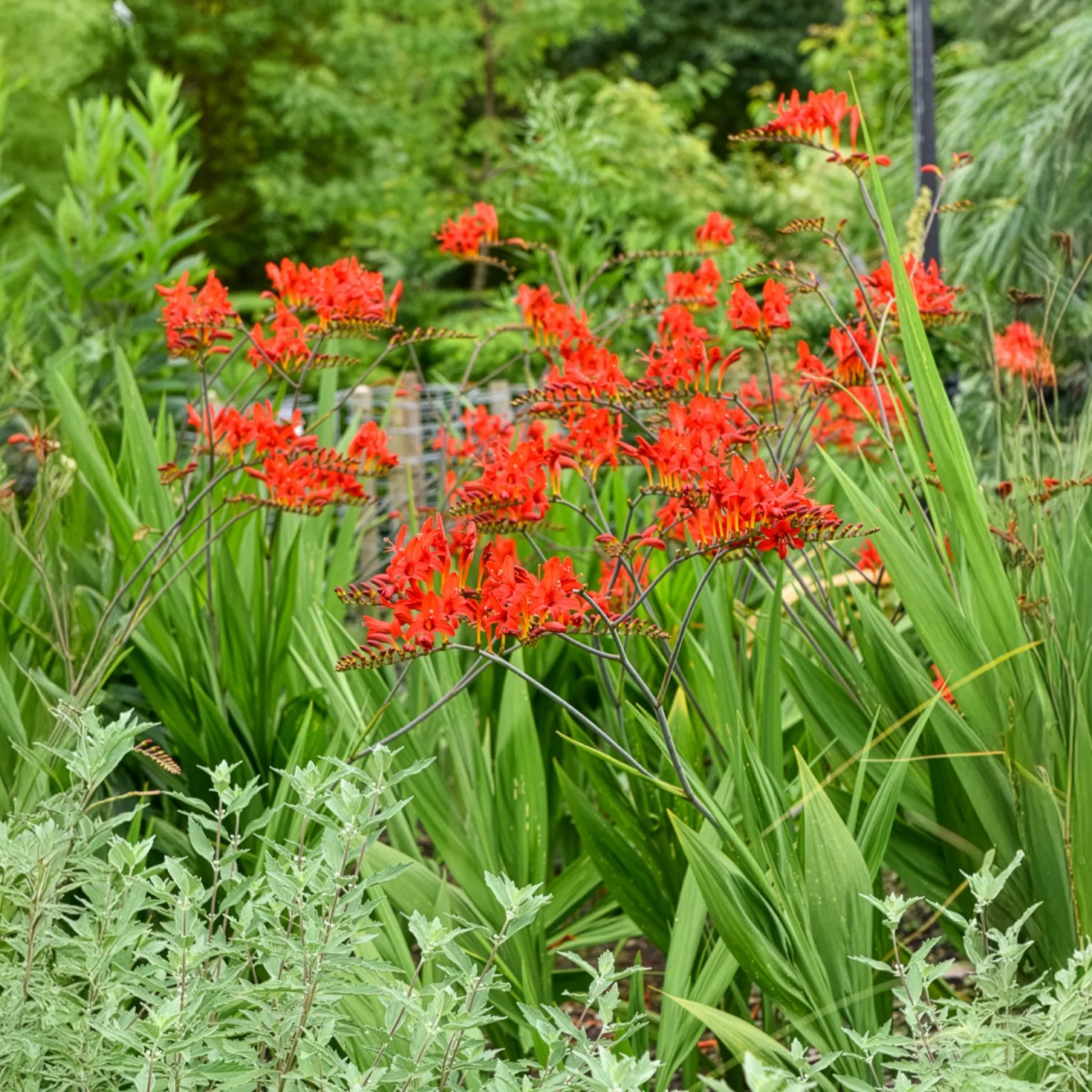 Crocosmia 'Lucifer' rot (x15) - Feuerrote Blüten im Sommer
