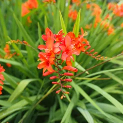 Crocosmia 'Lucifer' rot (x15) - Feuerrote Blüten im Sommer