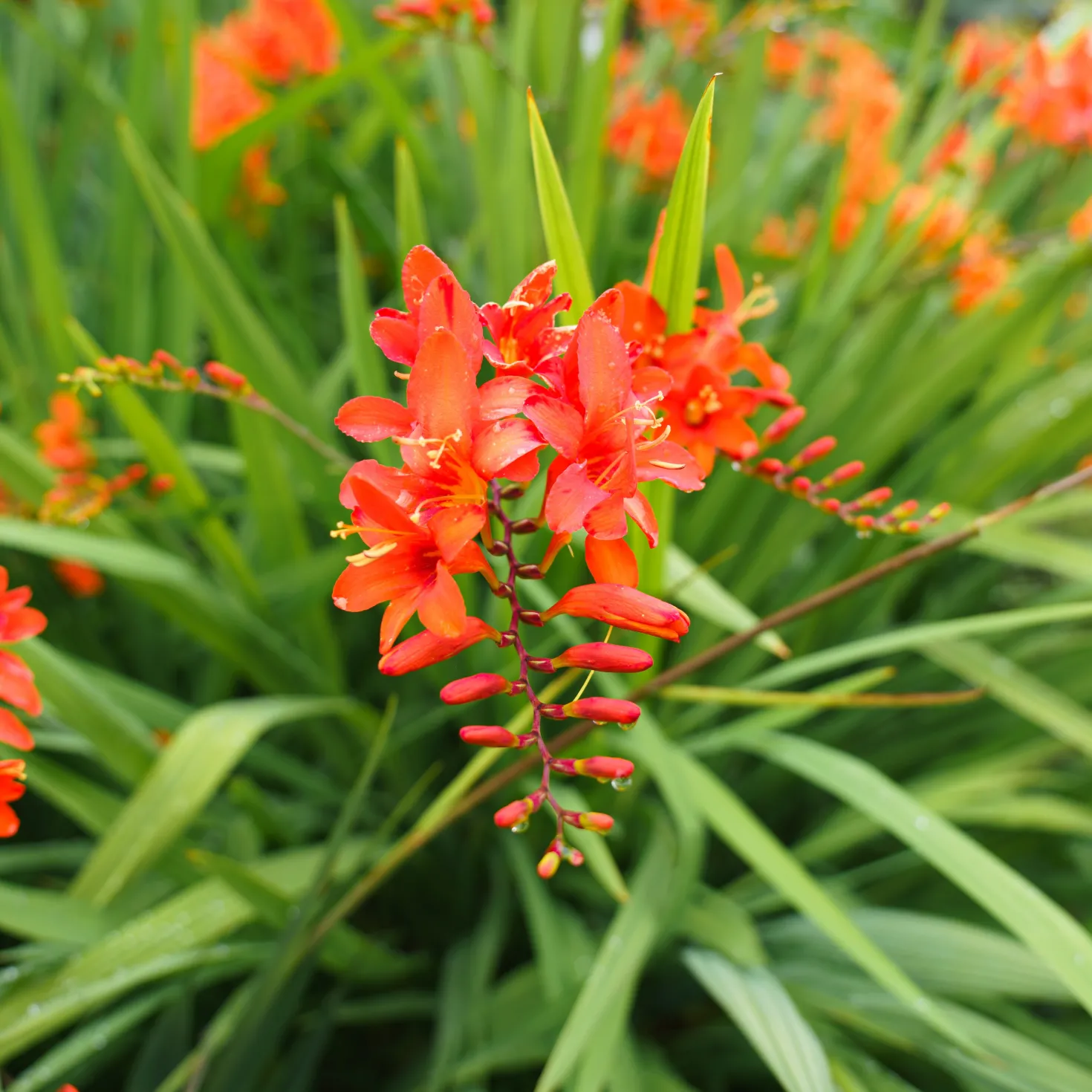 Crocosmia 'Lucifer' rot (x15) - Feuerrote Blüten im Sommer
