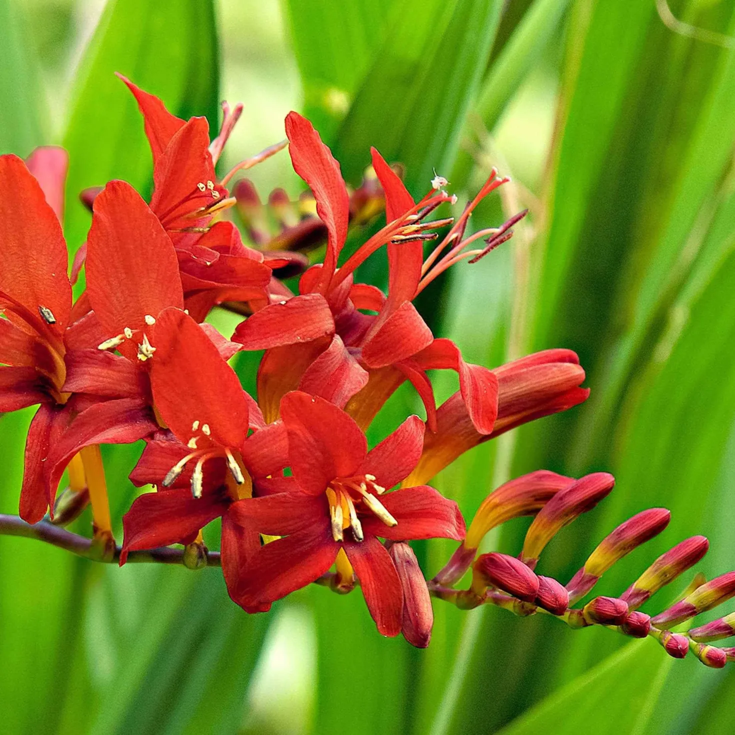 Crocosmia 'Lucifer' rot (x15) - Feuerrote Blüten im Sommer