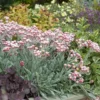 Currykraut ‘Ruby Cluster’® - Duft und Farbe im Topf