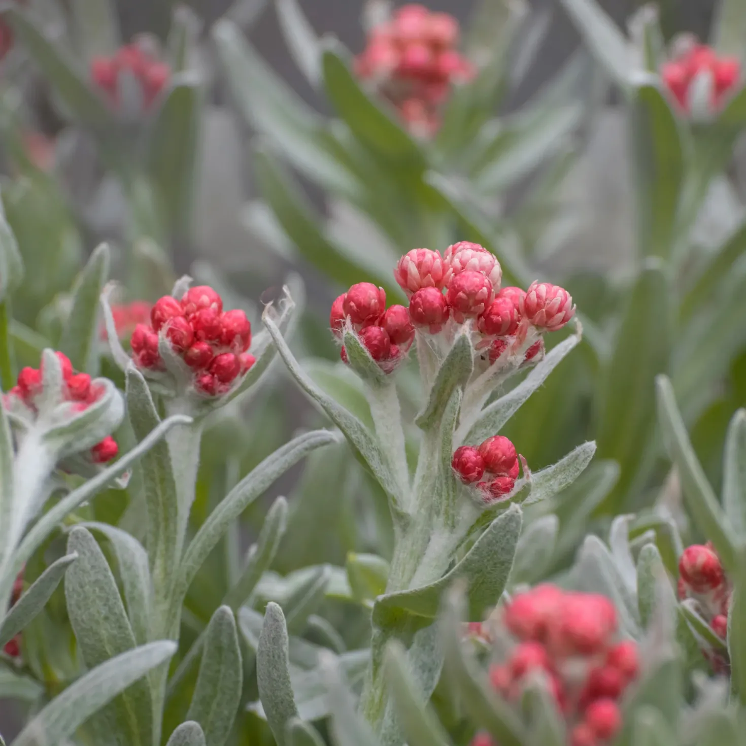 Currykraut ‘Ruby Cluster’® - Duft und Farbe im Topf