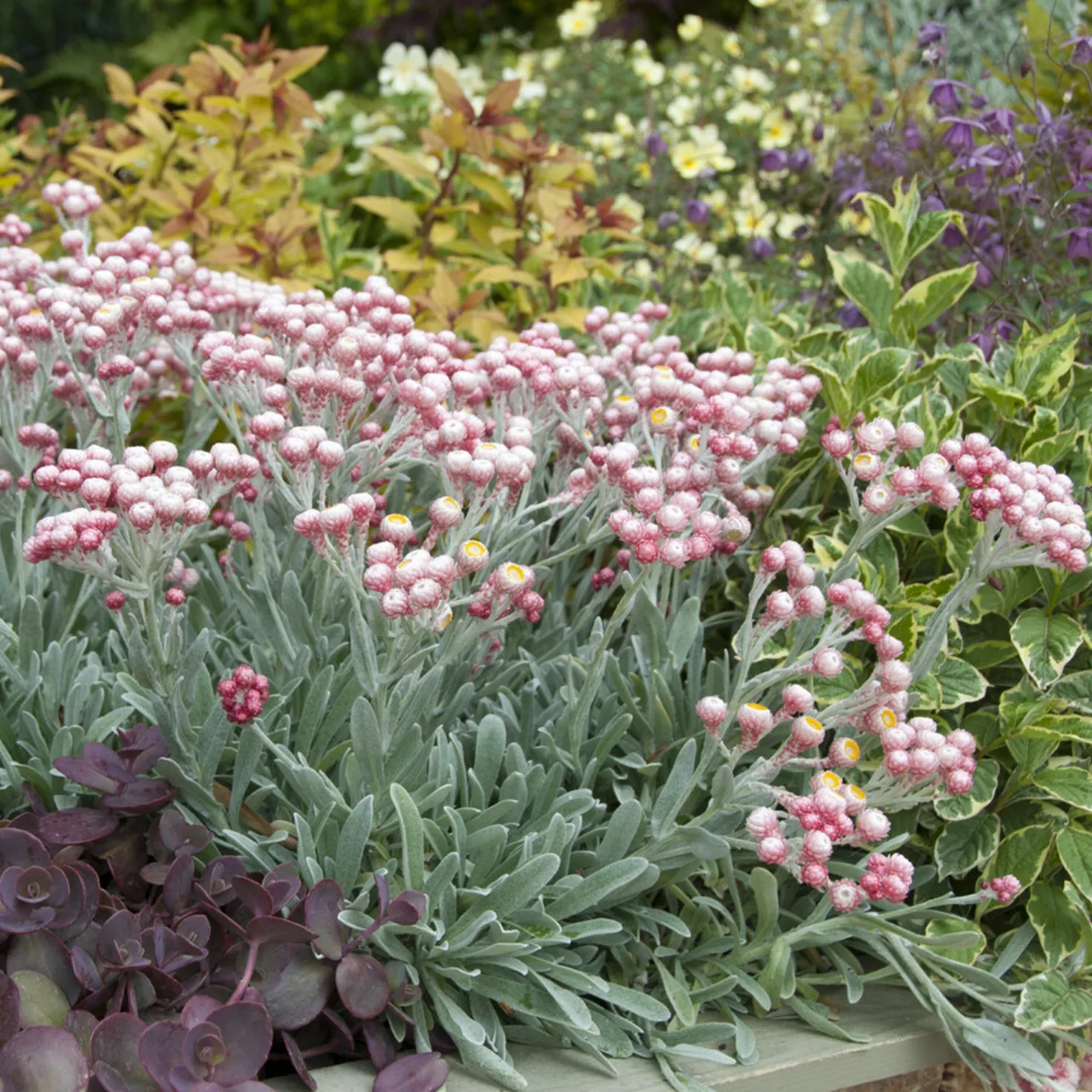 Currykraut ‘Ruby Cluster’® - Duft und Farbe im Topf