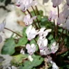 Cyclamen coum blanc - Weiße Blüten im Winter