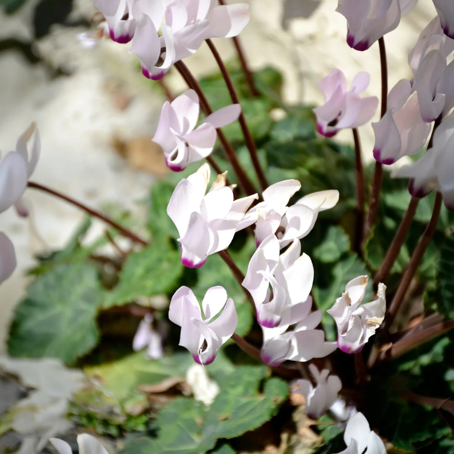 Cyclamen coum blanc - Weiße Blüten im Winter