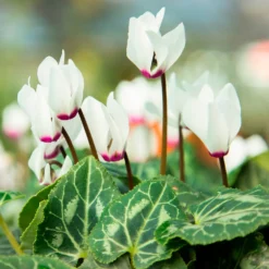 Cyclamen coum blanc - Weiße Blüten im Winter