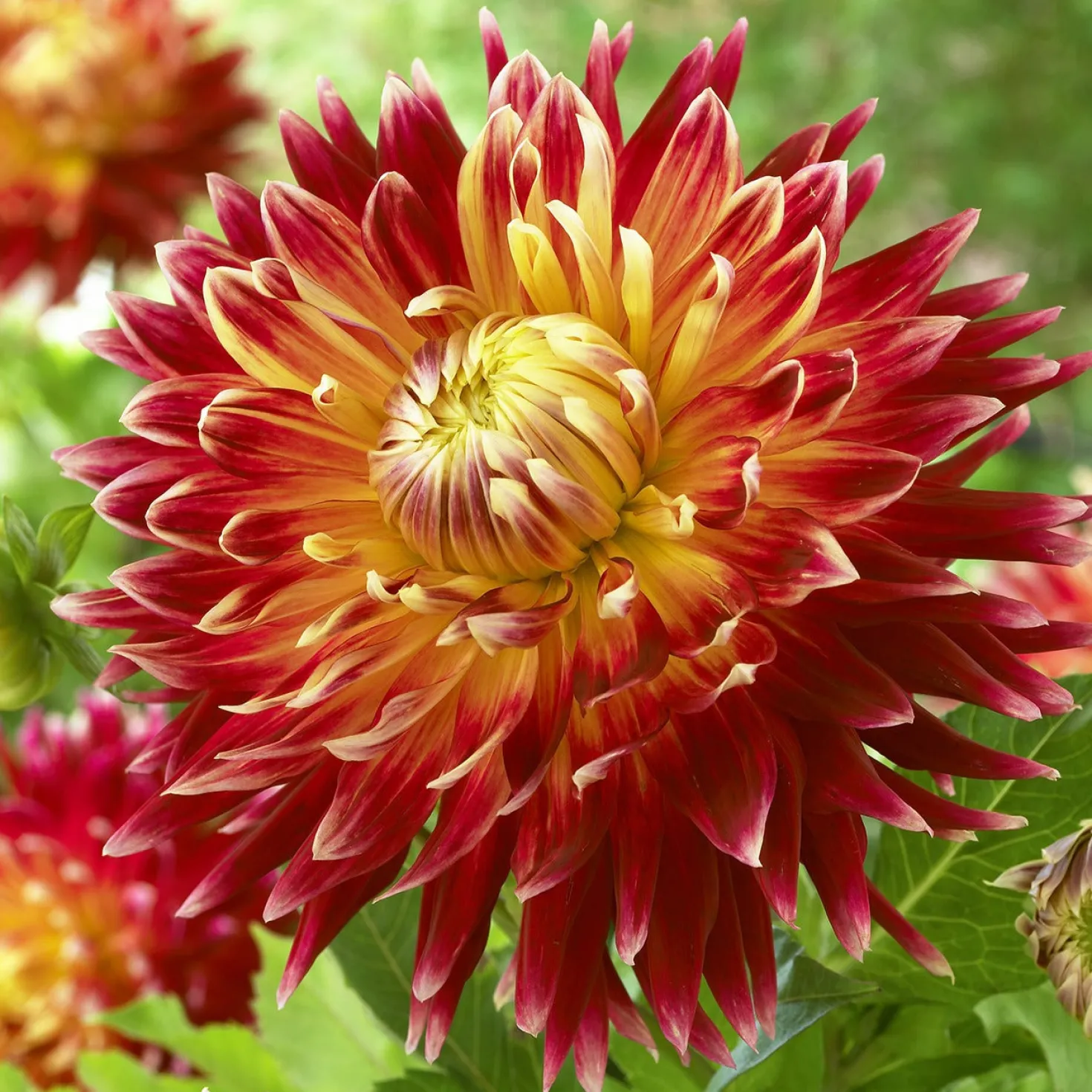 Dahlia 'Akita' - Riesenblüten in Feuerrot