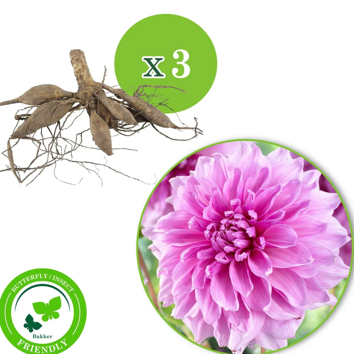 Dahlia 'Lavender Perfection' (x3) - Zarte Blüten den ganzen Sommer