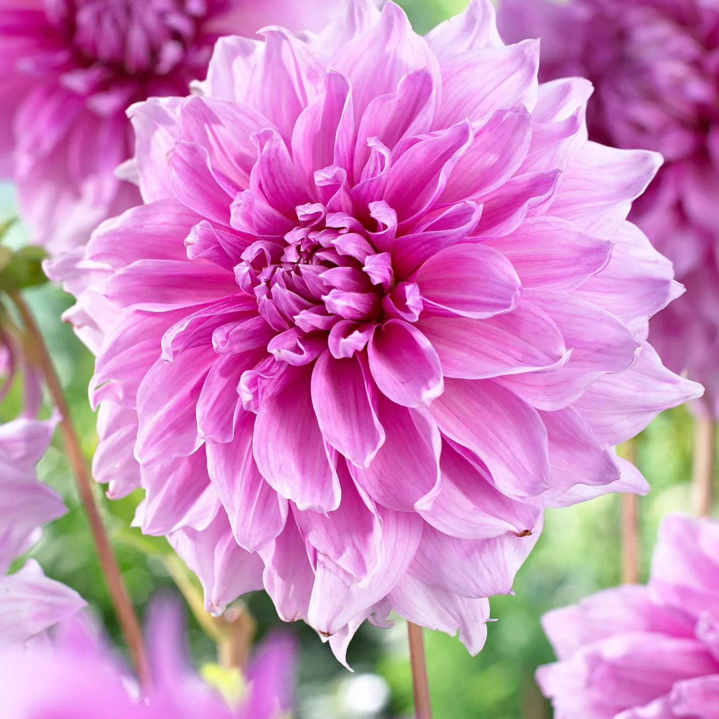 Dahlia 'Lavender Perfection' (x3) - Zarte Blüten den ganzen Sommer