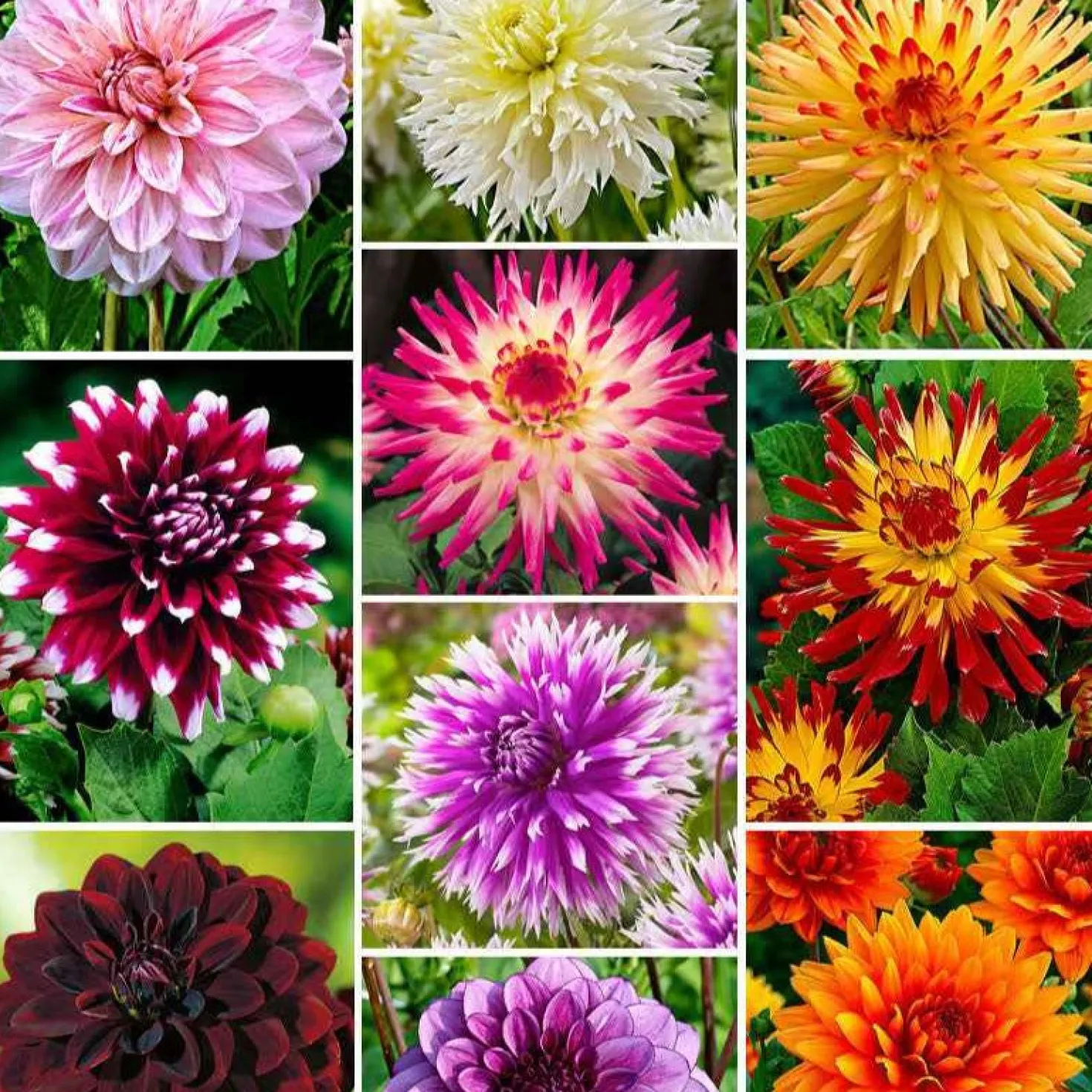 Dahlia 'The Ten' Mischung (x10) - Farbenmeer für den Sommer
