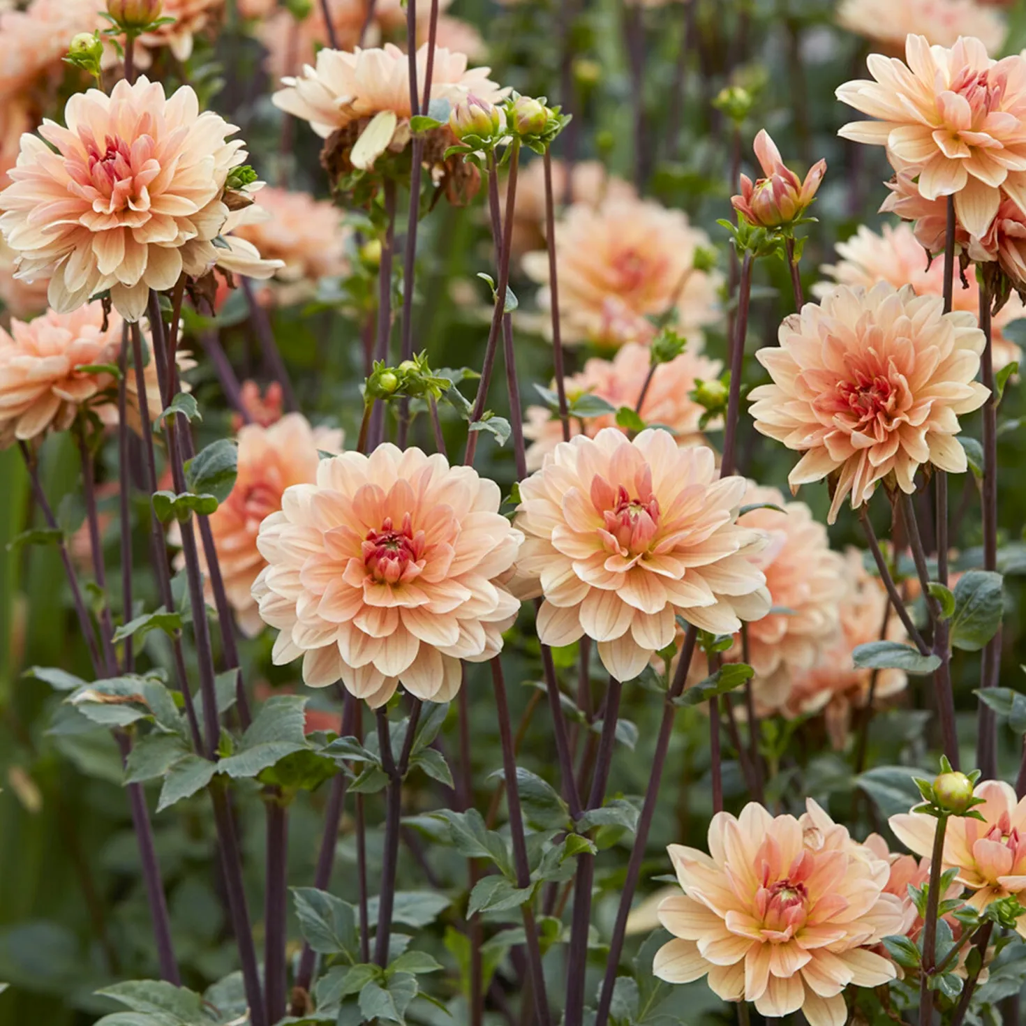 Dahlie ‘Apricot Desire’ - Apricot-Blüten den ganzen Sommer