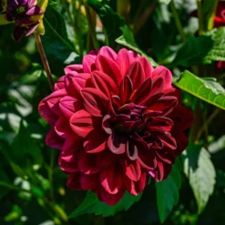 Dahlie ‘Arabian Night’ - Tiefes Rot, das begeistert