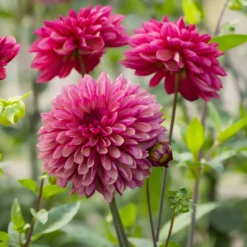 Dahlie 'Bacardi' (x3) - Rosa Blütenfülle den ganzen Sommer