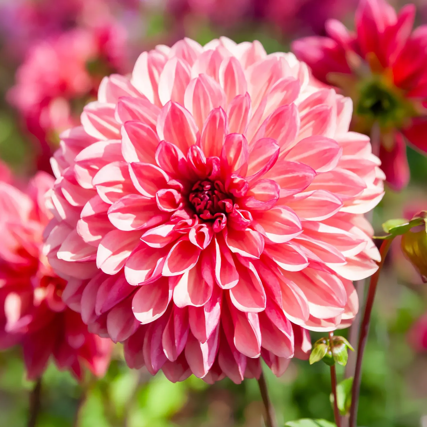 Dahlie 'Bacardi' (x3) - Rosa Blütenfülle den ganzen Sommer