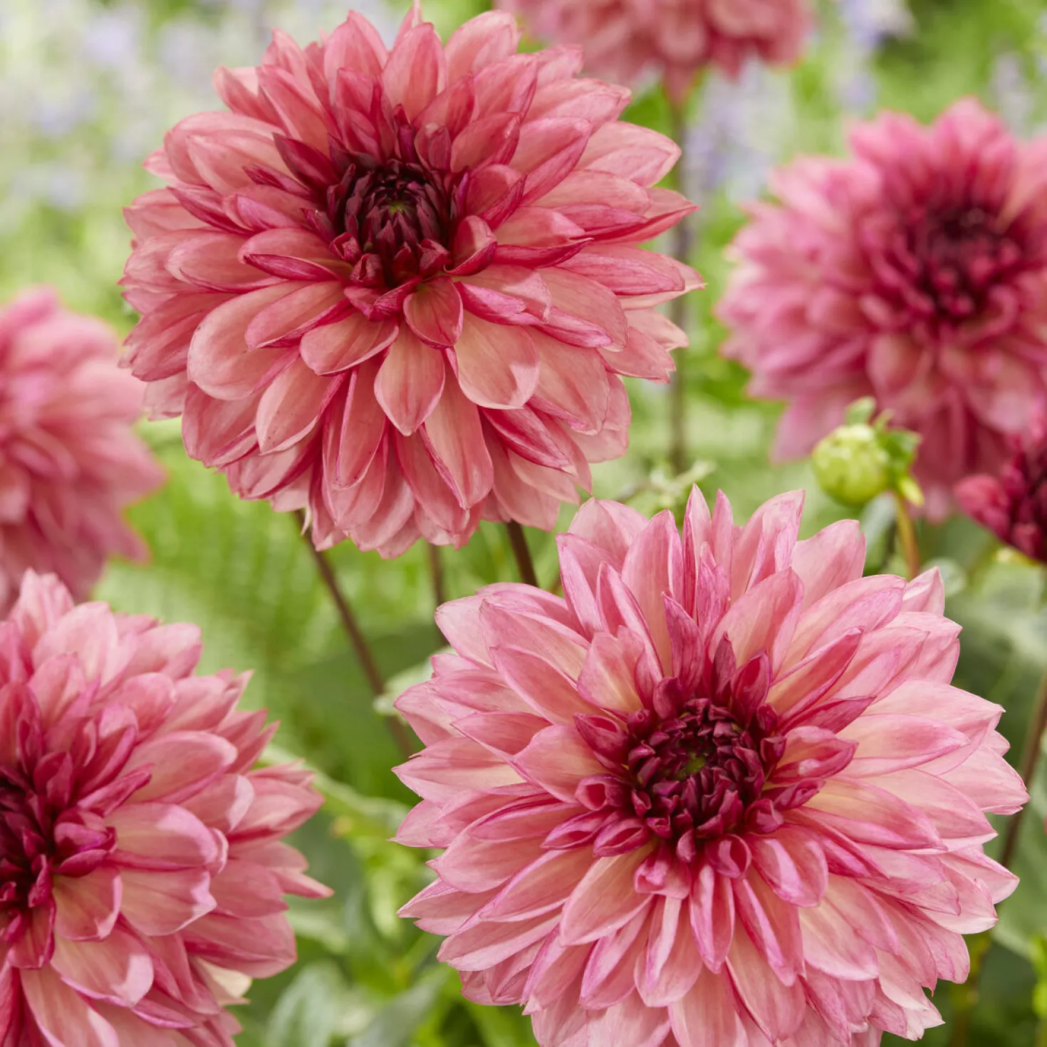 Dahlie 'Bacardi' (x3) - Rosa Blütenfülle den ganzen Sommer